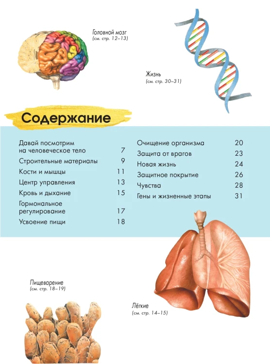 Тело человека