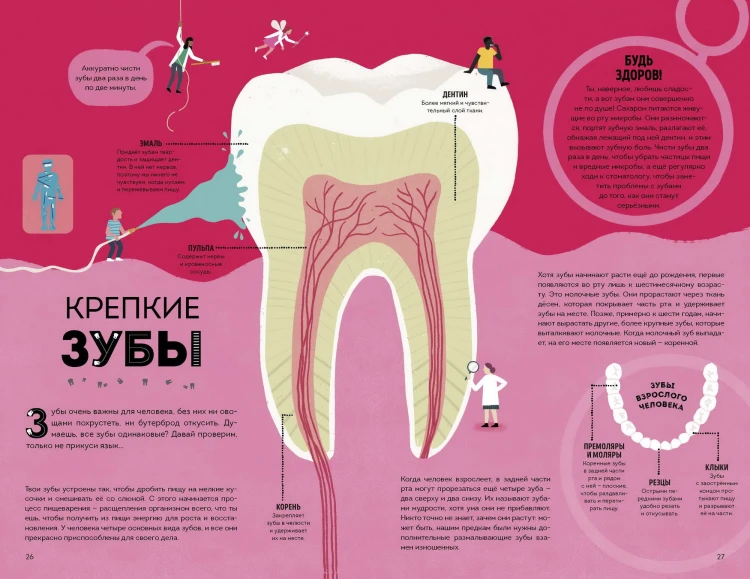 Тело человека. Как работает наш удивительный организм