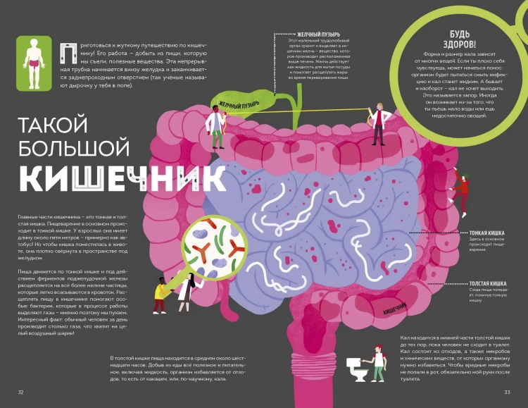 Тело человека. Как работает наш удивительный организм