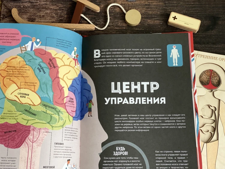 Тело человека. Как работает наш удивительный организм