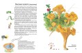 sofi-griby4.jpg