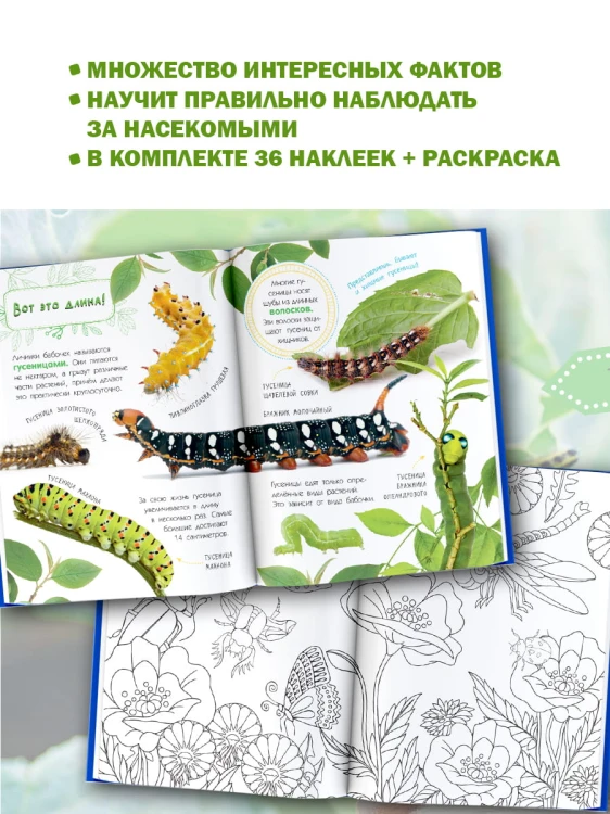 Насекомые