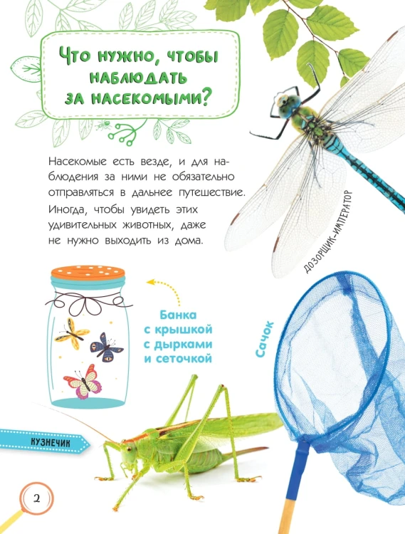 Насекомые