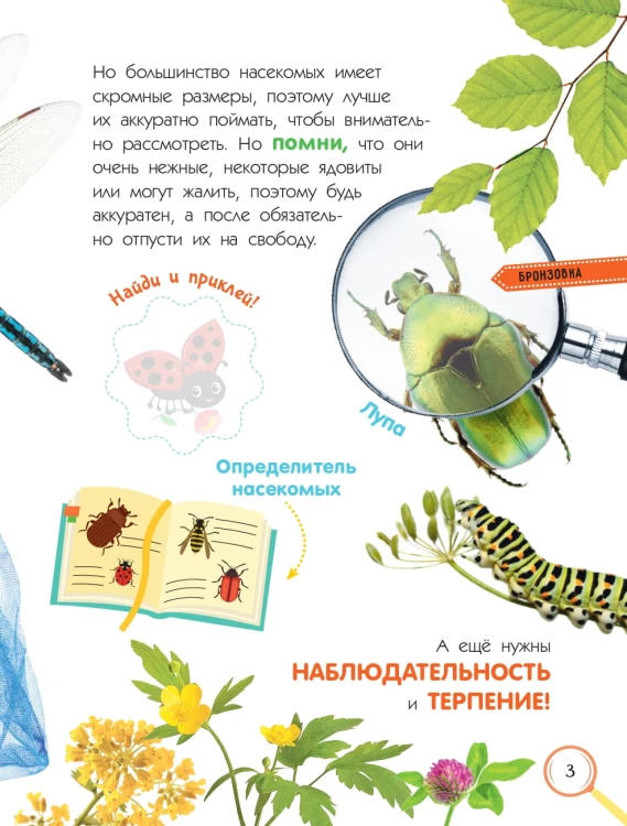 Насекомые