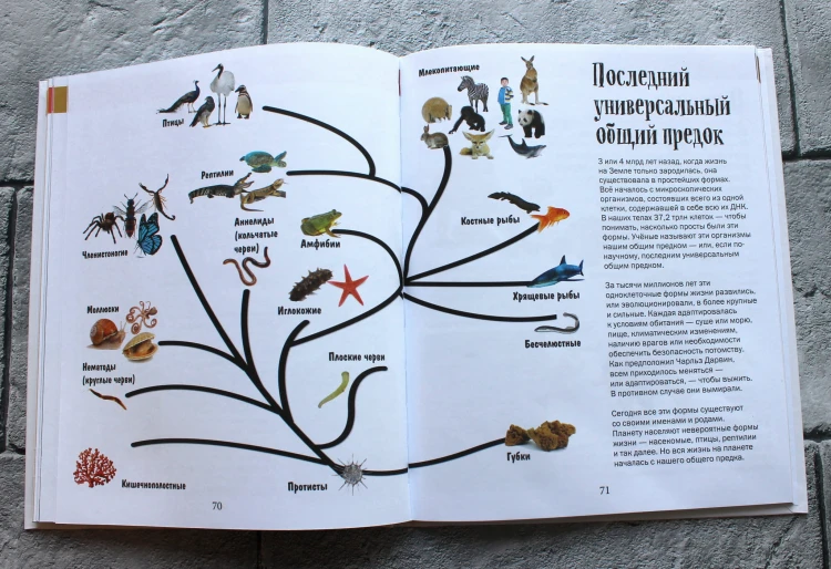 История жизни на Земле. От бактерии до человека