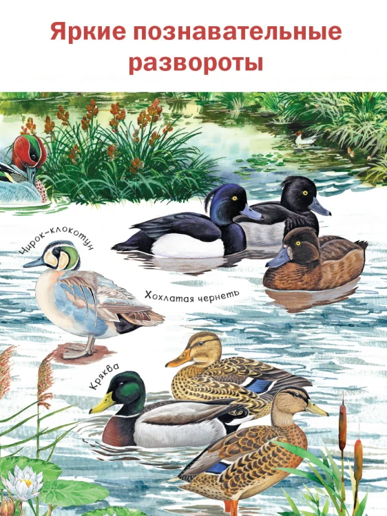 Рассказы о природе