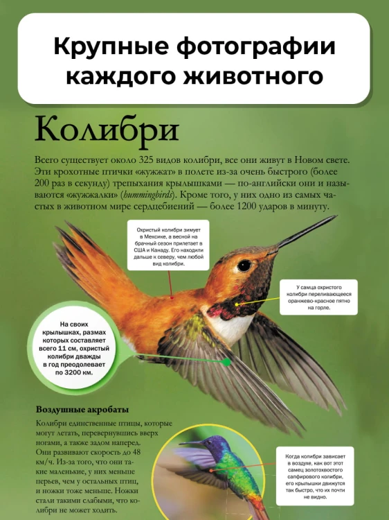 Мир животных