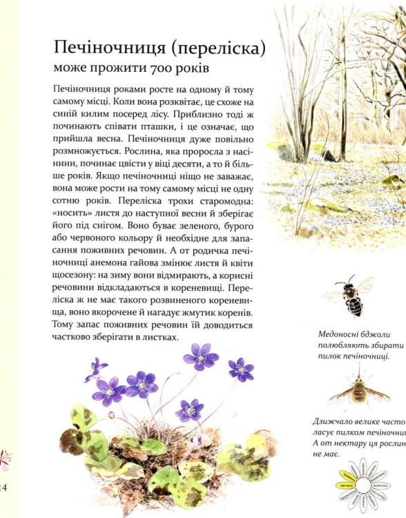 Експедиція з мурахою Софі8.jpeg