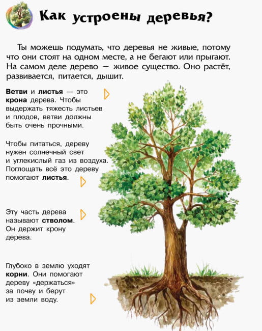 Лес. Энциклопедия дошкольника3.jpg