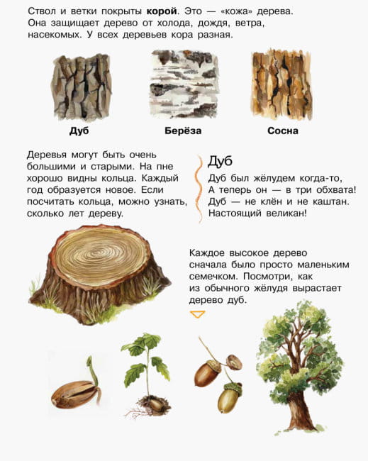 Лес. Энциклопедия дошкольника4.jpg