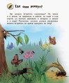 Насекомые4.jpg