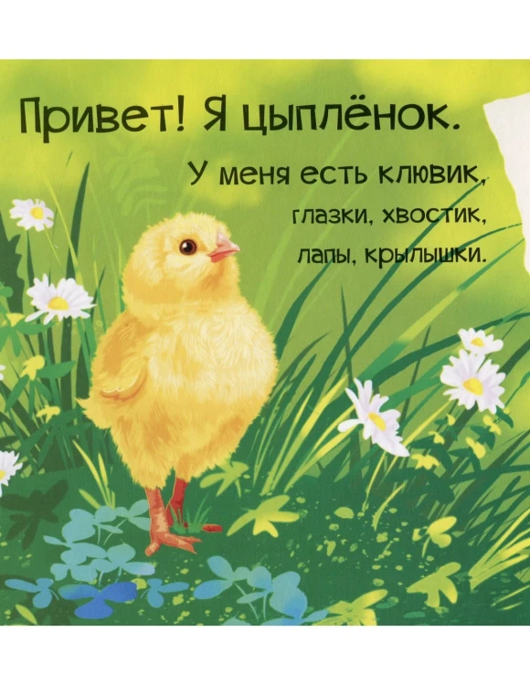 Знакомься, я цыпленок22.jpg