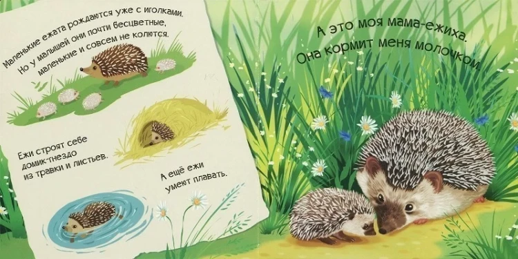 Знакомься я ежик 2.webp