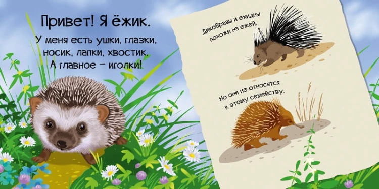 Знакомься я ежик 3.jpg