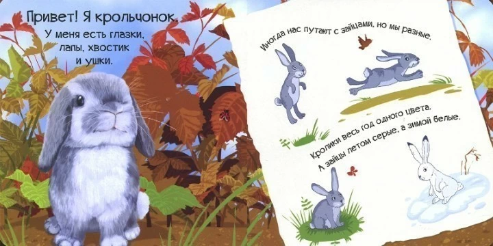 Знакомься я кролик 2.webp