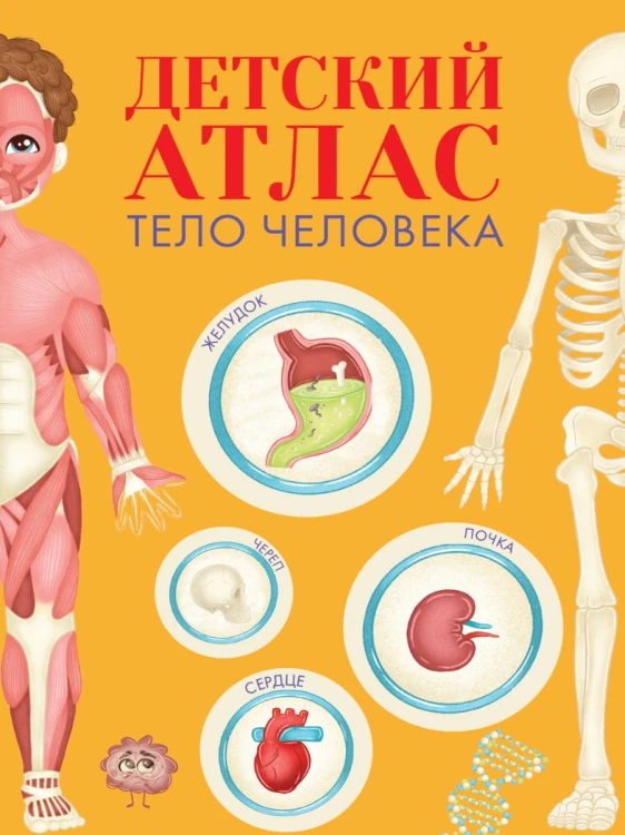 ДЕТСКИЙ АТЛАС "ТЕЛО ЧЕЛОВЕКА" мат.ламин, выб.лак, тиснение, мелов.бум.  236х336