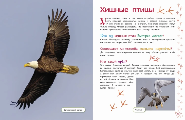 Птицы