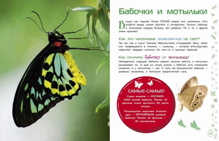 Насекомые