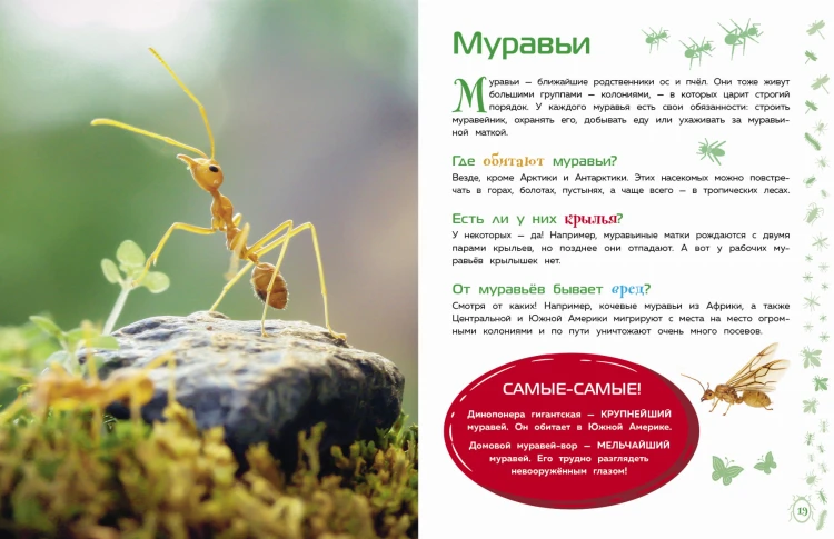 Насекомые