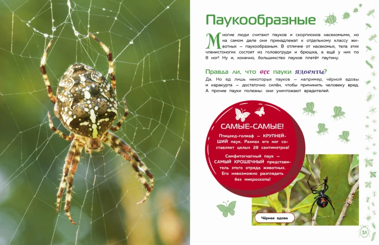 Насекомые