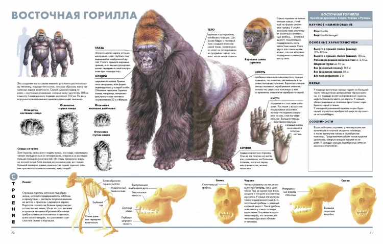 Животные. Визуальная энциклопедия