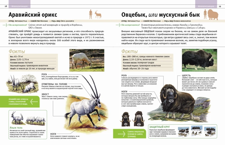 Животные. Все обитатели нашей планеты