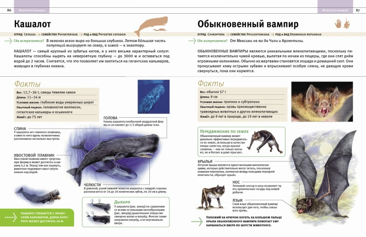Животные. Все обитатели нашей планеты