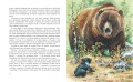 Гризли (ил. В. Канивца)
