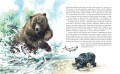 Гризли (ил. В. Канивца)