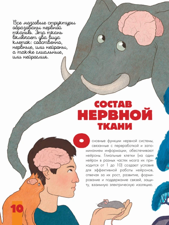 Мозг и нервная система