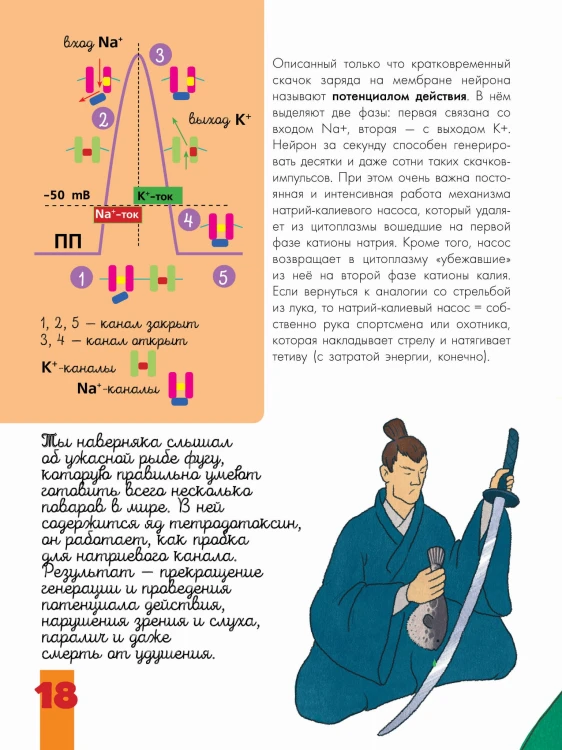 Мозг и нервная система