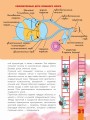 Мозг и нервная система