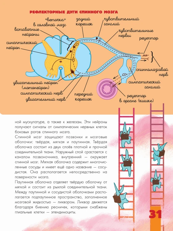Мозг и нервная система