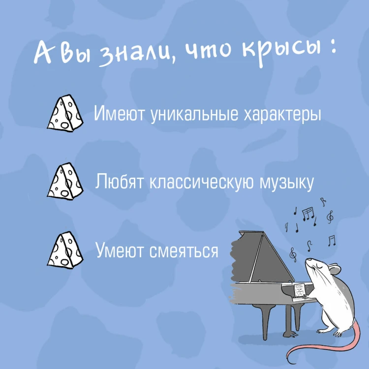 Чего окрысилась?! Как понимать своего питомца