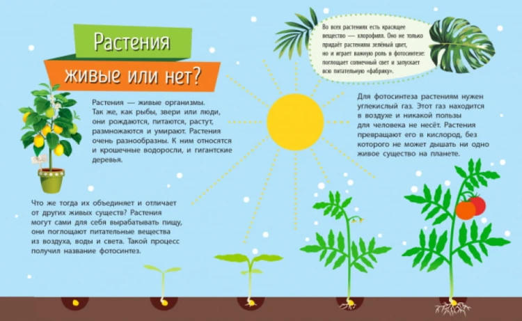 Растения. Почемучки2.jpg