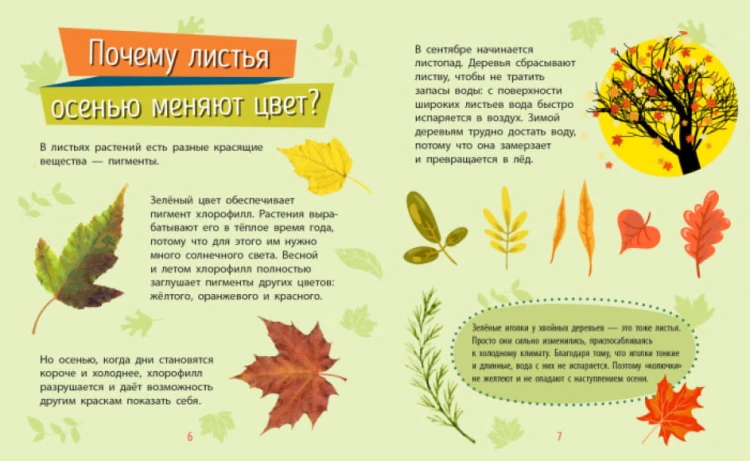 Растения. Почемучки3.jpg