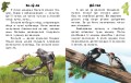 Читаю про Україну. Тварини лісів3.jpg