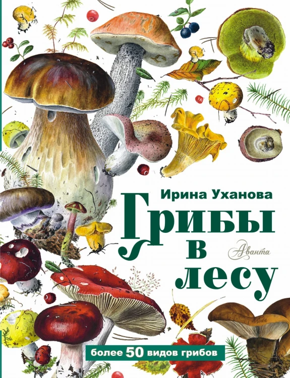 Грибы в лесу