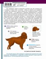 Определитель собак. Физические характеристики и особеннности породы