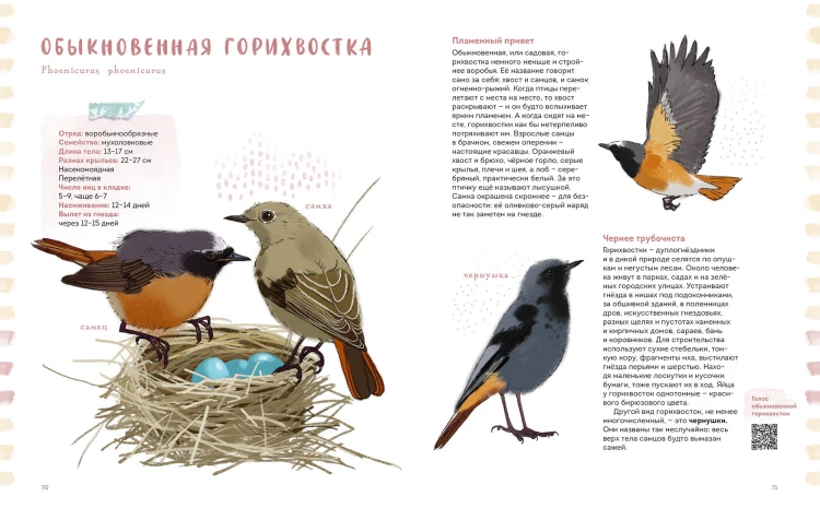Птицы в деревне. Где найти и как узнать