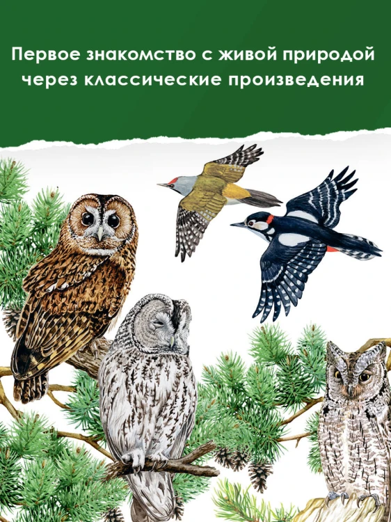 Наши птицы