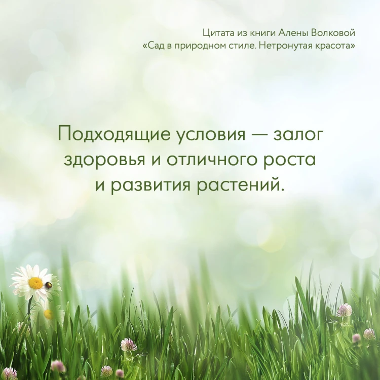 Сад в природном стиле. Нетронутая красота