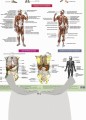 Анатомия человека. Костная, мышечная, кровеносная системы и внутренние органы