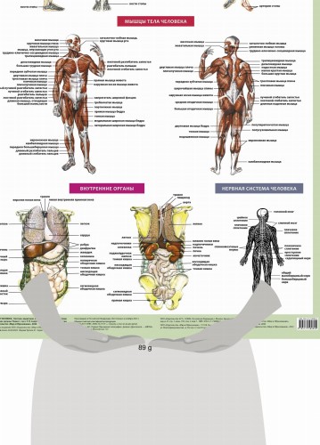 Анатомия человека. Костная, мышечная, кровеносная системы и внутренние органы