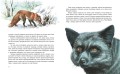 Рассказы о животных (ил. В. Канивца)