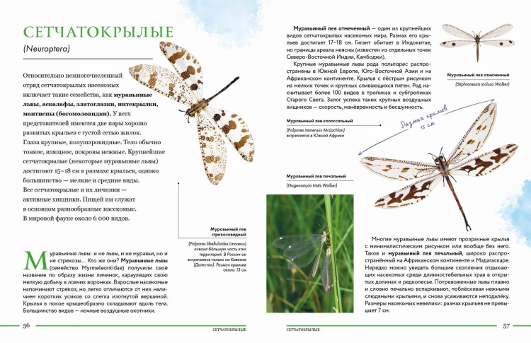 Насекомые мира. Детская энциклопедия