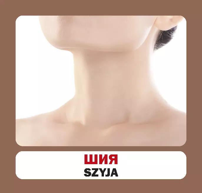 Частини тіла (польсько-українські)4.webp