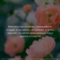 Розы. Как выбирать, выращивать и наслаждаться в любом саду