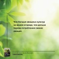 Своя зелень. Выращиваем, ухаживаем и едим