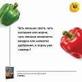 Перец. Выращиваем, ухаживаем и едим